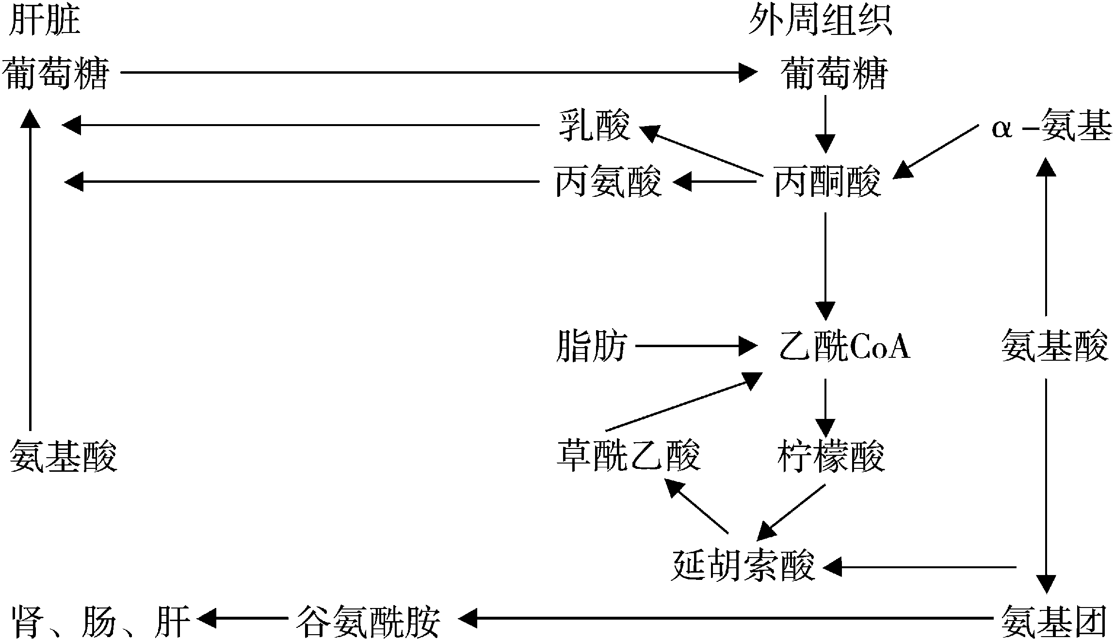 三、蛋白質(zhì)